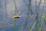 Vliegende Grote keizerlibel (Anax imperator) , Loofles